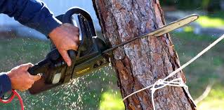 Best Arborist Consultation Services  in Williamstown, NJ